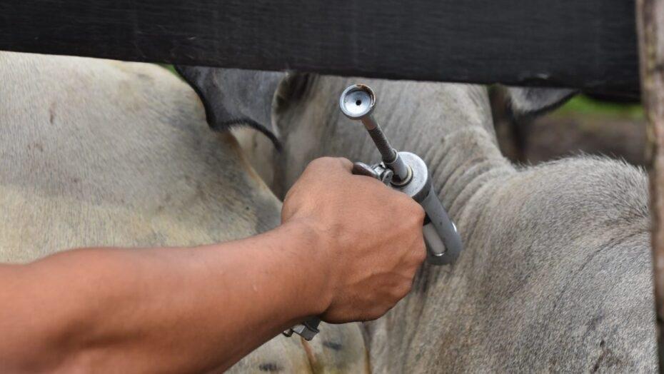 Vacinação contra a febre aftosa segue até dia 30 em São Gonçalo do Amarante