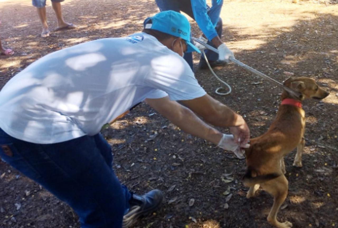 Campanha antirrábica em Mossoró começa na próxima Segunda (04)