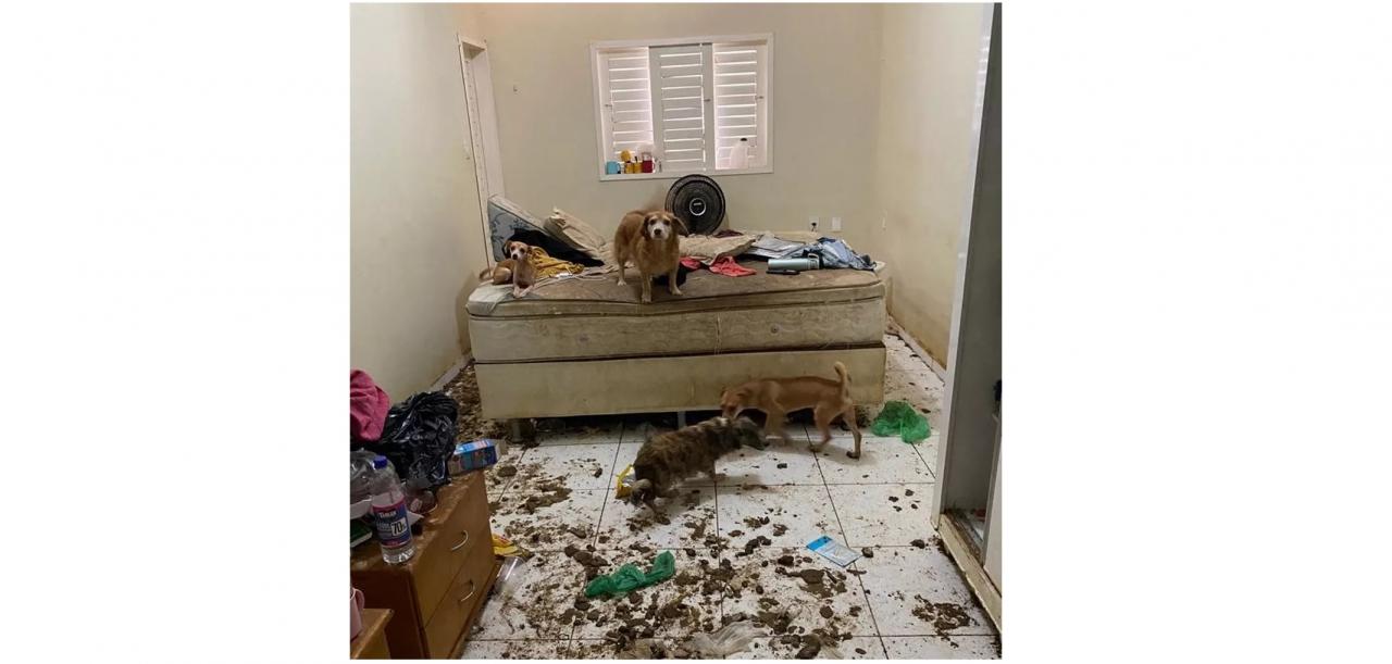 MP denuncia psicóloga por abandono de filho adolescente e maus-tratos de 22 cachorros em Mossoró-RN