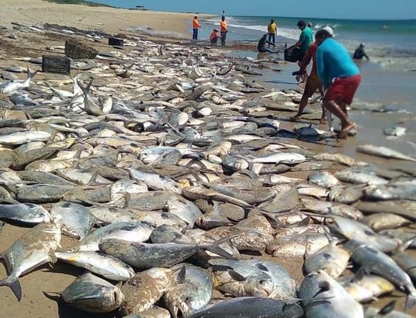 Pescadores capturam 12 toneladas de peixes de uma só vez no RN