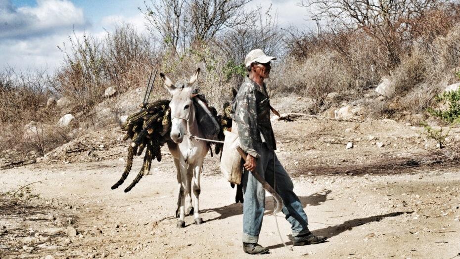 Risco de extinção: RN tem de 25 a 30 mil jumentos registrados