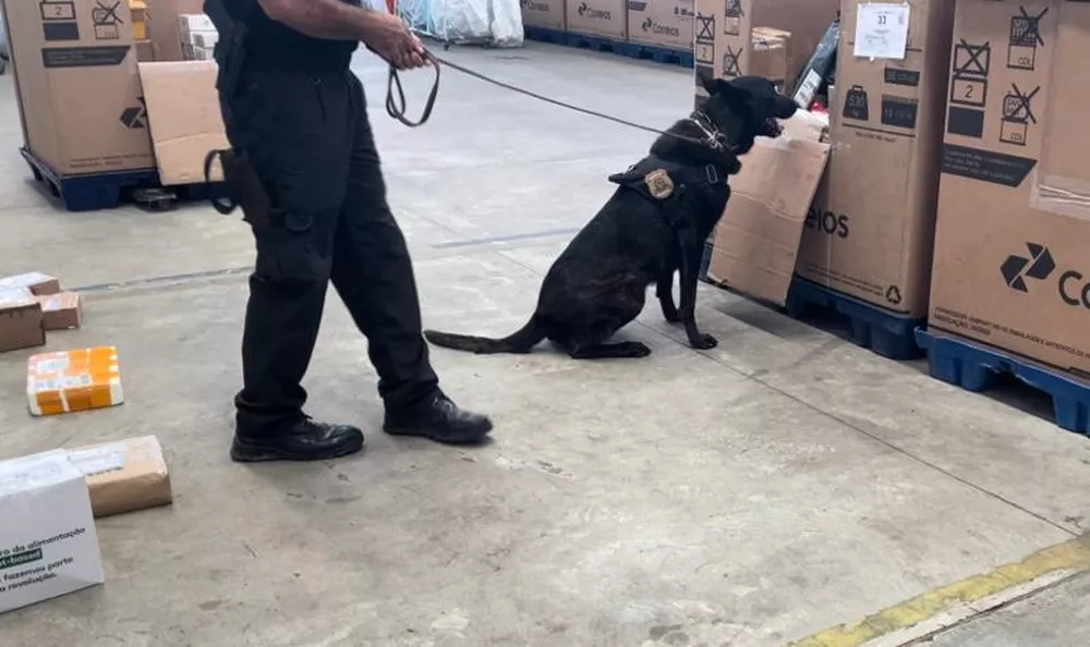 PF apreende 9,4 kg de maconha em encomendas enviadas pelos Correios a Natal