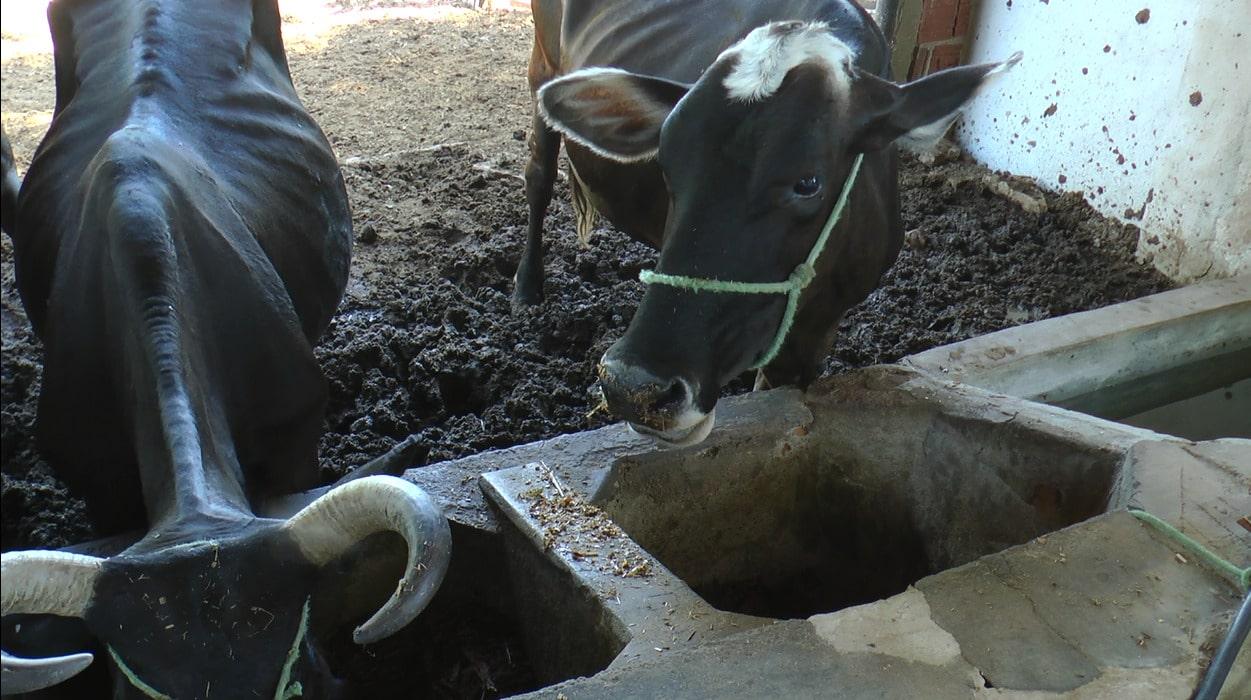 Campanha de vacinação contra febre aftosa segue até 30 de novembro em Apodi