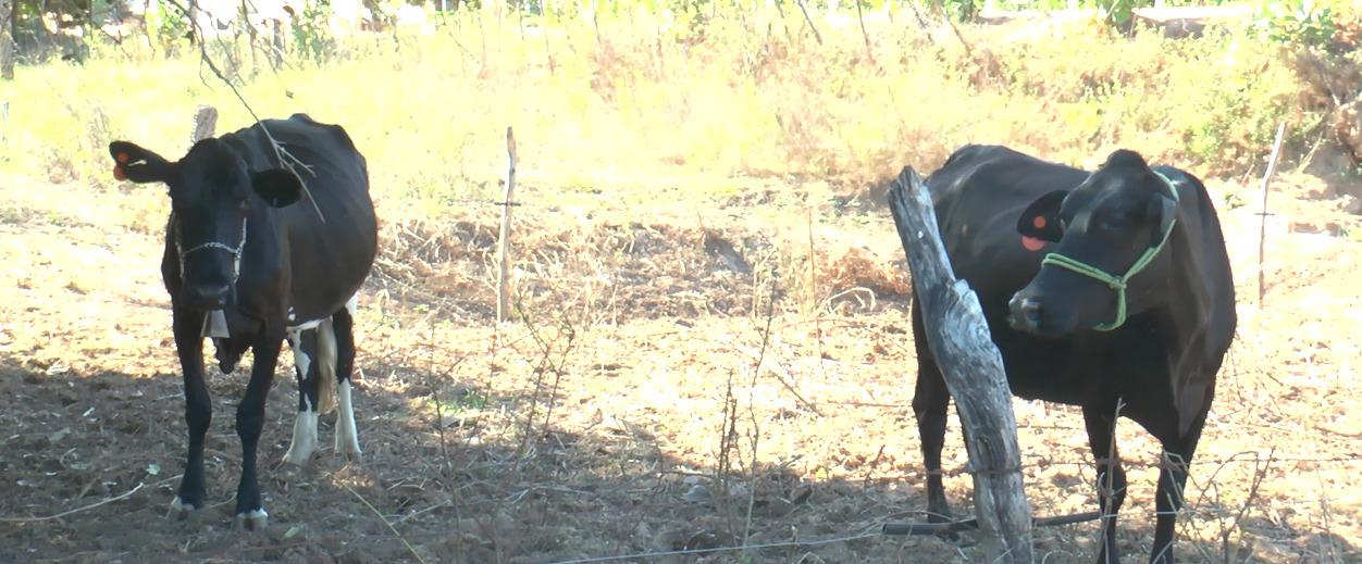 Programa Pecuária Brasil chegará em Apodi