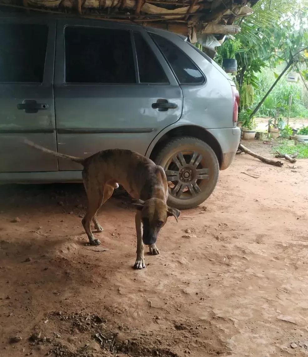 Mulher denuncia que cachorro foi morto a tiros após entrar em fazenda no Piauí; polícia investiga