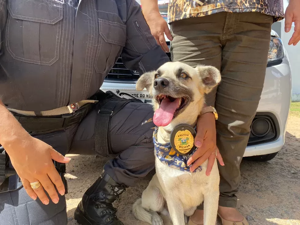 Cão é batizado de 'Capitão' após ser adotado pela PM do Centro Administrativo do RN: 'Não foi mais embora'