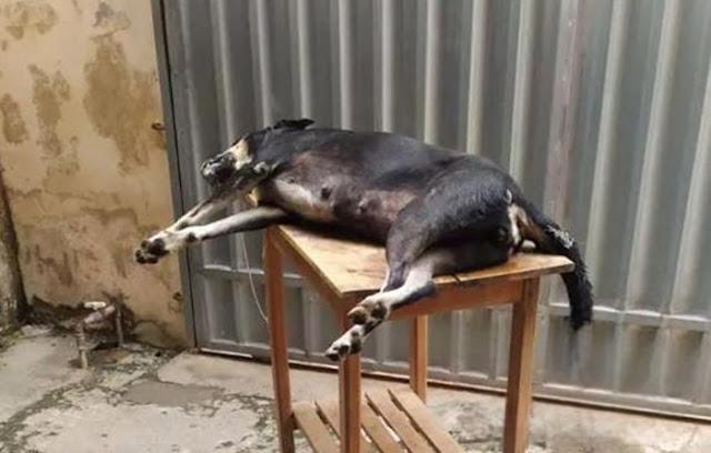 Caraúbas tem alto índice de mortes de animais domésticos por envenenamento nos últimos dois meses