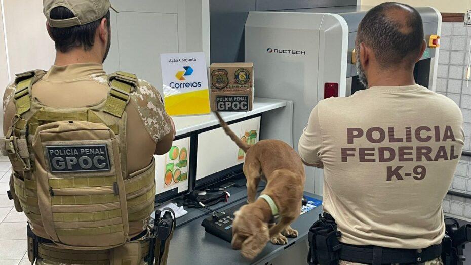 PF apreende em Natal maconha ‘gourmet’ importada ilegalmente dos EUA