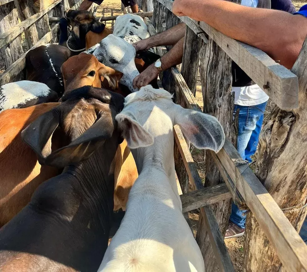 Campanha de vacinação contra a febre aftosa é prorrogada até 30 de junho no RN