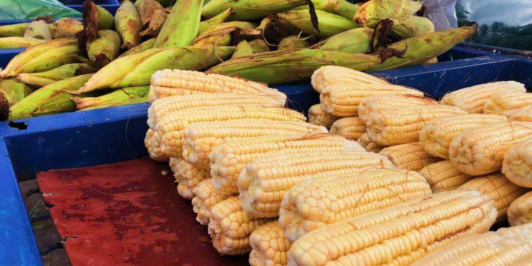 Vendas de milho aumentam no mês junino
