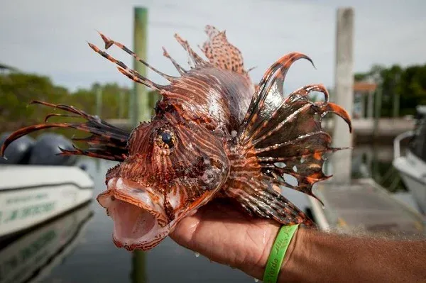 Peixe-leão: plano emergencial é apresentado para manejo da espécie invasora do litoral brasileiro