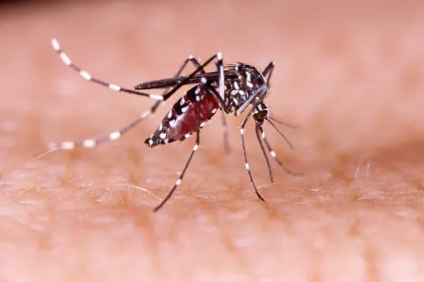 É dengue ou gripe? Saiba como diferenciar os sintomas das doenças