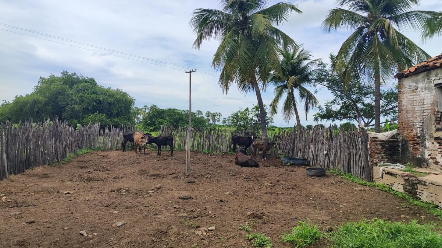 Campanha de vacinação de animais contra a febre aftosa teve início nesta Segunda(15) em Apodi