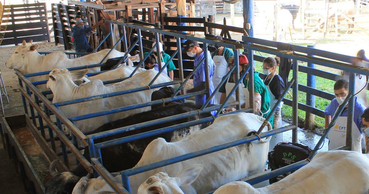 Programa ApodiAgro promove inseminação artificial e melhoramento genético de rebanhos em parceria com o SEBRAE