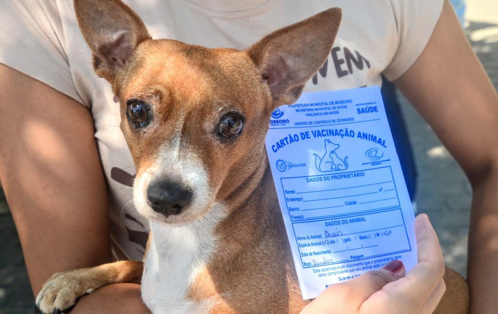 Prefeitura de Mossoró Inicia Campanha de Vacinação Antirrábica na Zona Rural, nesta Segunda (17)