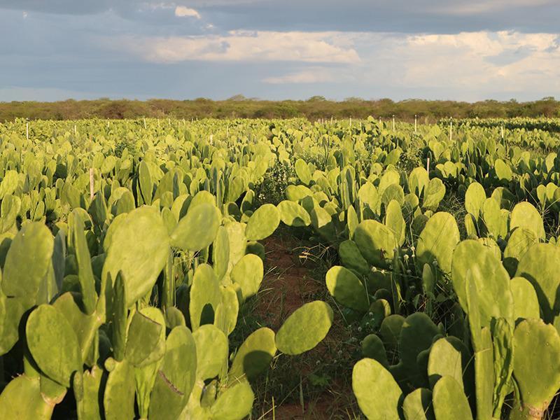 Projeto Palma da Emparn Beneficia Agricultores Familiares no RN