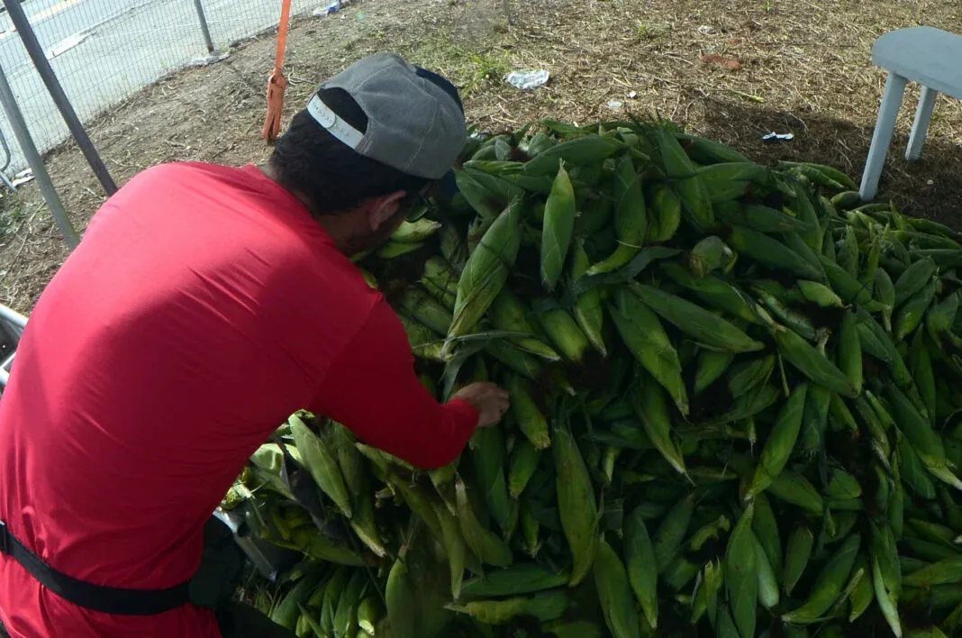 RN tem melhor safra de grãos desde 2019/20 com aumento de 6,8% na produção