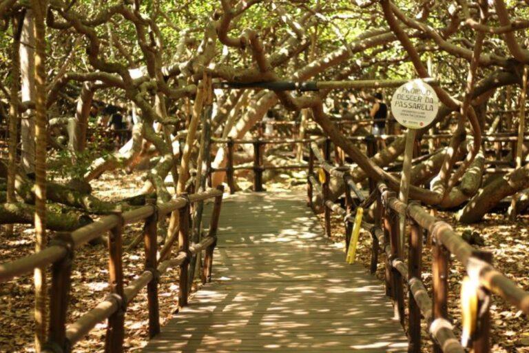 Cajueiro de pirangi receberá obras de recuperação em agosto