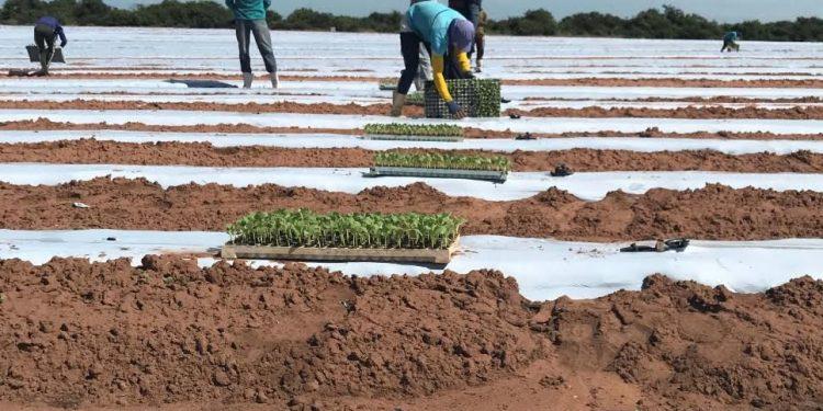 Cosern convoca irrigantes e aquicultores para revisão cadastral 2024