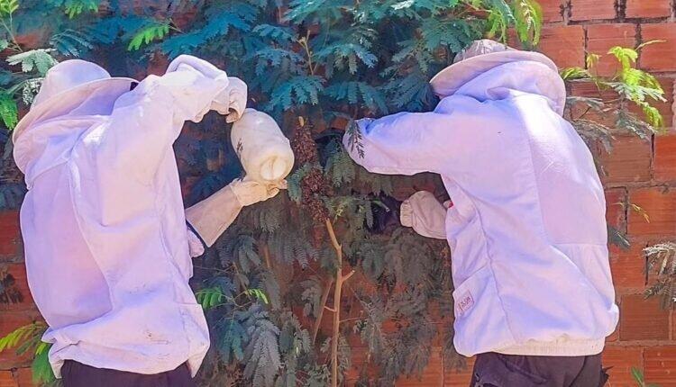 Bombeiros alertam para aumento significativo de ocorrências com abelhas no RN neste final de semana