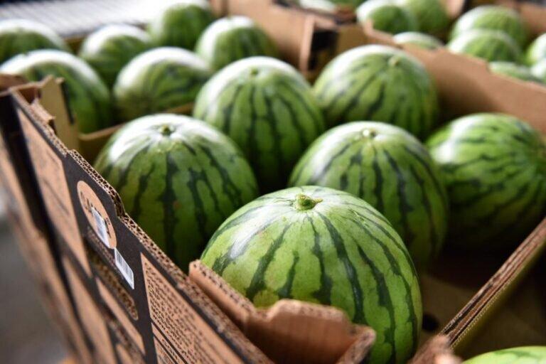 Chile renova habilitação do RN para exportação de melão e melancia na safra