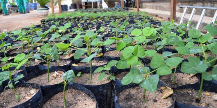 UFERSA distribui mudas de plantas nativas para a população em Mossoró