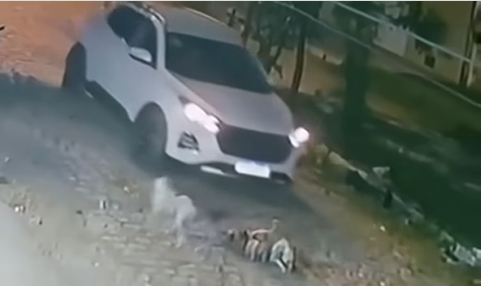 Veiculo atropela sete cães em Mossoró e caso gera revolta
