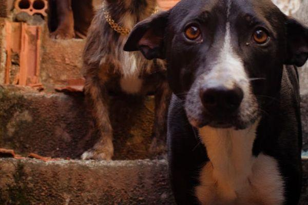 Morador de Rafael Godeiro é condenado a ressarcir ONG por maus-tratos a cachorro