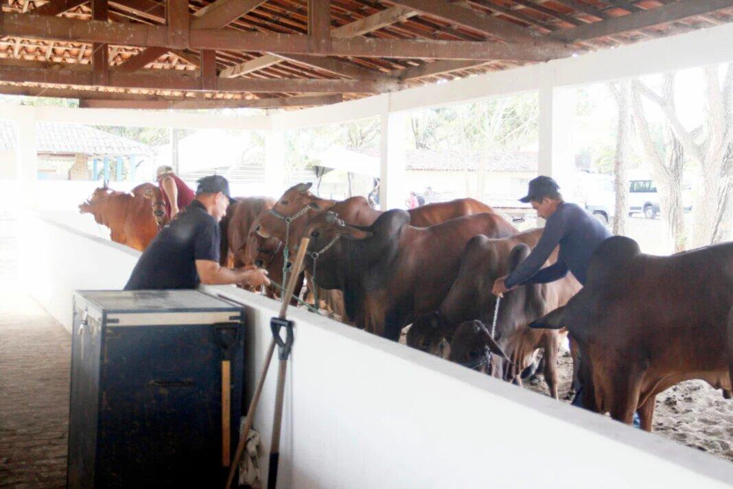 Festa do Boi deve atrair cerca de 500 mil visitantes, diz Anorc