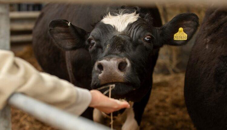 MPRN e Anorc firmam acordo com medidas para a Festa do Boi 2024 em Parnamirim