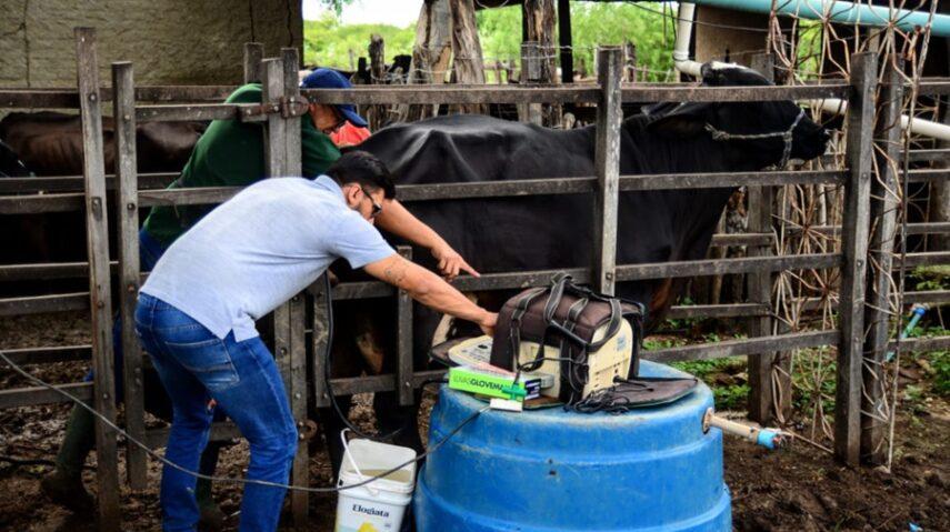 Projeto de melhoramento genético e manejo produtivo em bovinos avança em Mossoró