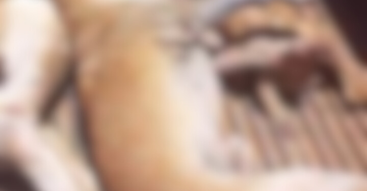 Quatro cães morrem em ataque de abelhas na Zona Rural de Mossoró