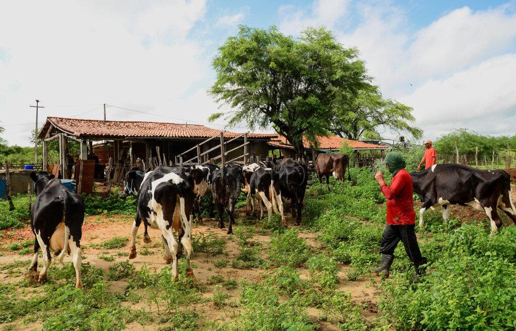 Prefeitura de Mossoró alerta produtores para última semana de declaração de rebanho