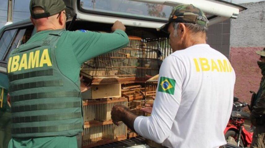 Combate ao tráfico de aves silvestre no RN: Apreensões e multas crescem