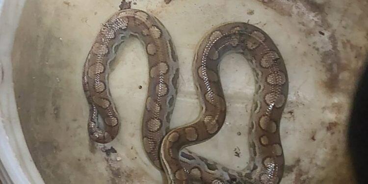 Corpo de Bombeiros captura jiboia no bairro Paredões em Mossoró nesta quinta (19)