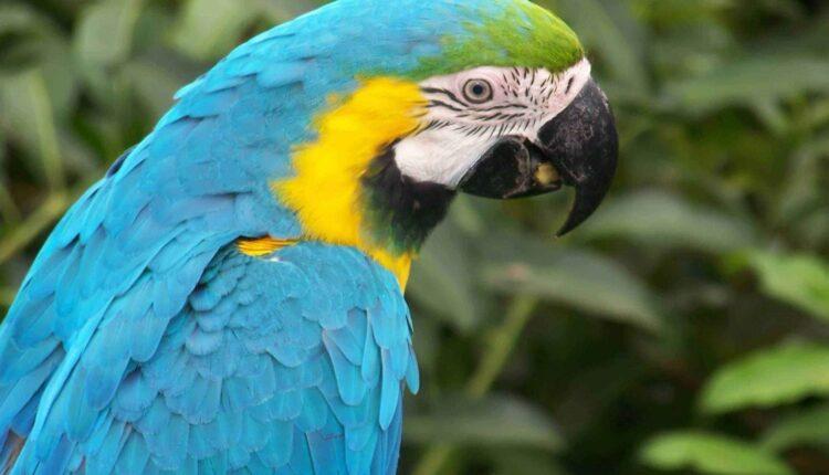 MPF ajuíza ação contra RN e União por falta de centros adequados para triagem de animais silvestres