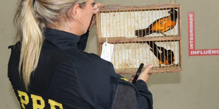 Operação Mercatio resgata 95 aves e prende seis pessoas em Natal neste domingo (15)