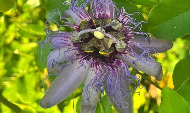 Passiflora natalensis: Nova espécie de maracujá-do-mato é descoberta no RN