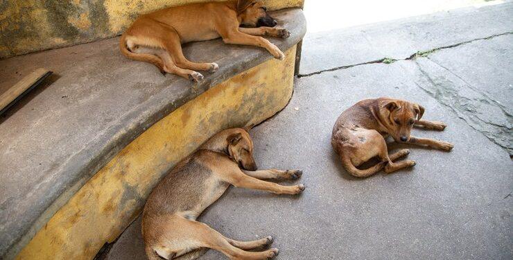 Lei institui Campanha “Fiel Companhia” contra abandono de animais no RN