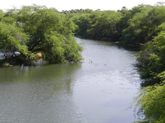 Poluição é responsável por mortandade de peixes no Rio Apodi-Mossoró aponta IGARN
