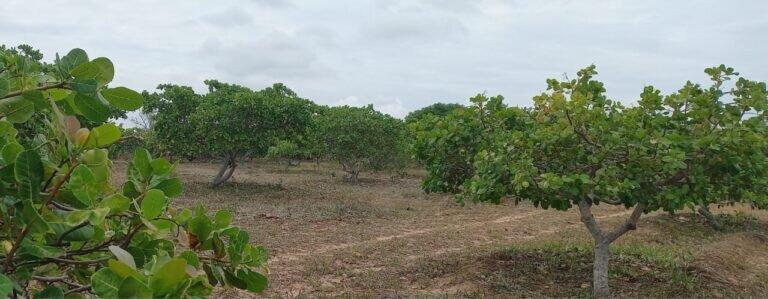 Previsão do tempo: chuvas devem continuar no RN, especialmente no interior