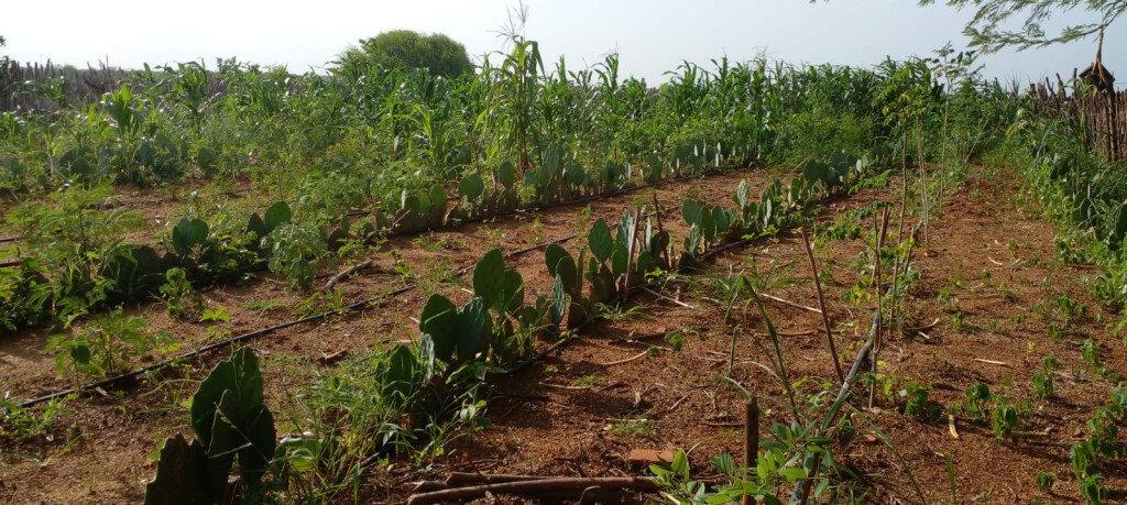 Seadru doa 12 mil raquetes de palma para agricultores de comunidades rurais de Mossoró
