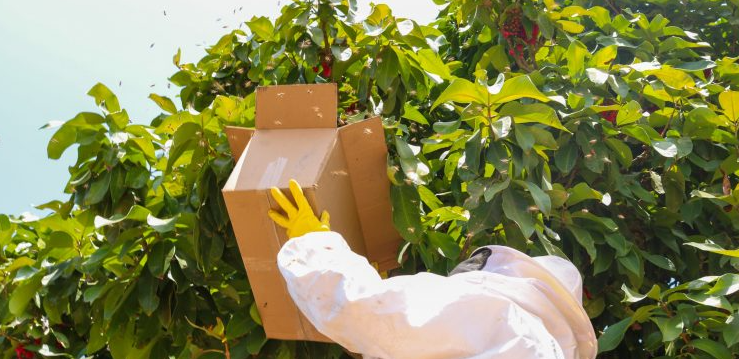 Corpo de Bombeiros atende seis ocorrências de enxames de abelha em Mossoró