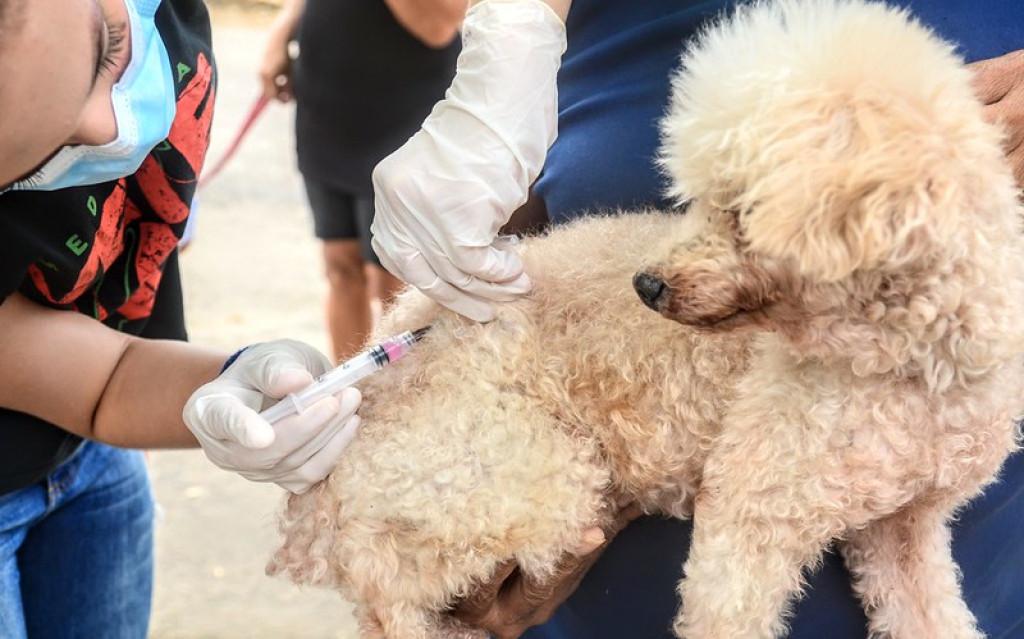 Mossoró inicia campanha de vacinação antirrábica na zona urbana nesta sexta-feira (01)