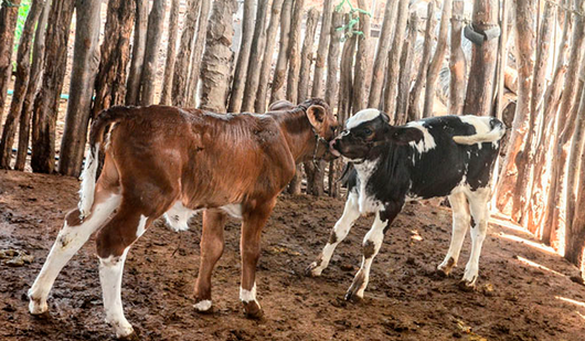 Prefeitura de Mossoró dá continuidade ao programa de melhoramento genético na zona rural