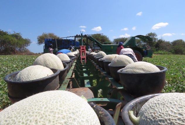 Banco do Nordeste planeja gerar R$ 30 milhões em negócios na Expofruit 2025