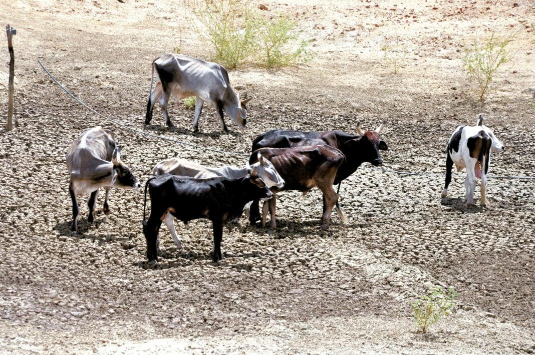 Governo do RN avalia decretar emergência por seca no estado