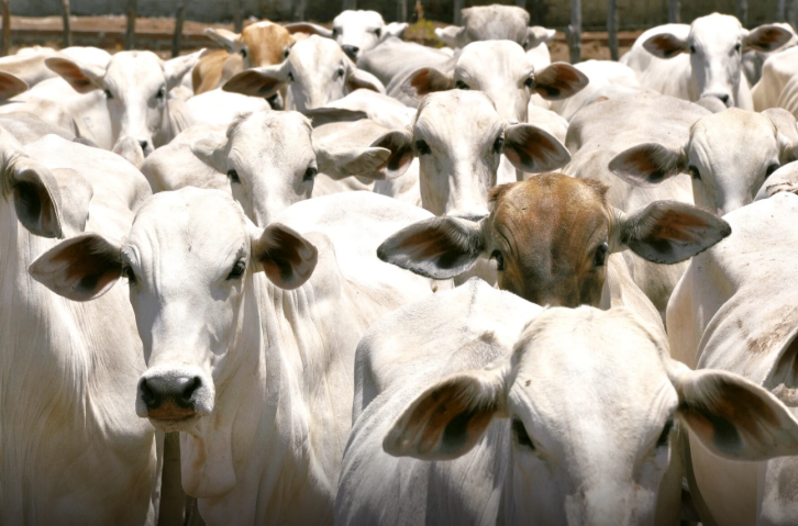 Mapa aprova primeira Estação de Pré-Embarque de gado vivo no RN
