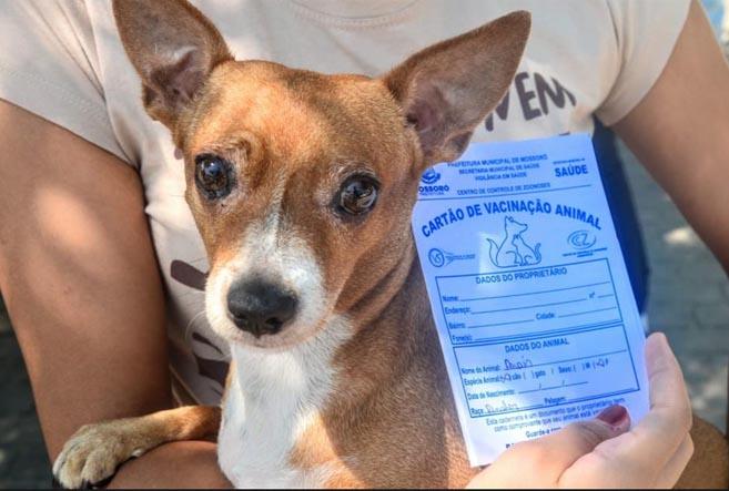 Mossoró intensifica campanha de vacinação antirrábica