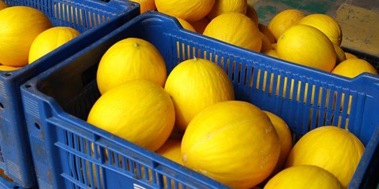 Cana-de-açúcar e melão lideram produção agrícola no RN, mas novas culturas despontam